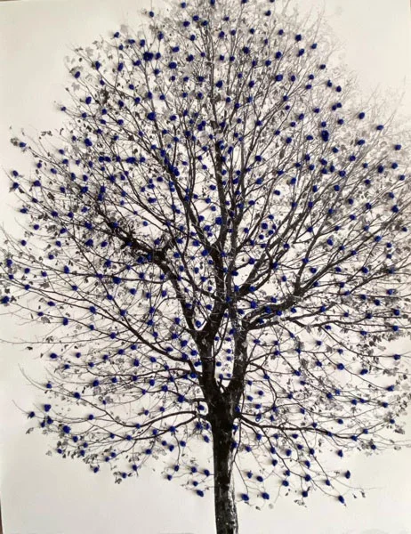 Mapple Azul por Patrícia Saraiva